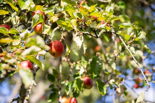 Rote Äpfel hängen an einem Apfelbaum im Sonnenlicht, umgeben von grünem Laub.