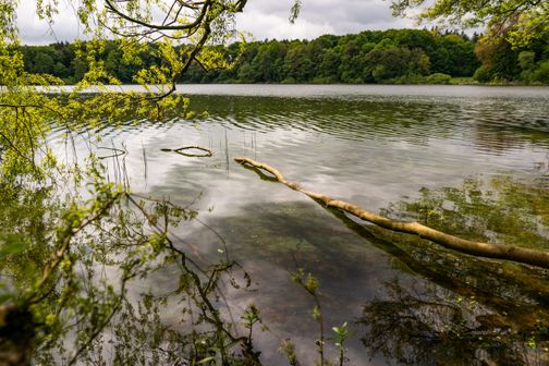 Ein Baumstamm ragt in den Baggersee Hohenfelde. Die umgebende Natur spiegelt sich im ruhigen Wasser, während grüne Bäume den Hintergrund bilden.