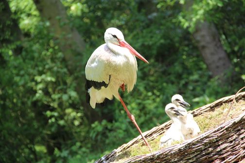 Ein Storch steht auf einem Bein neben zwei Küken in einem Nest im Wildpark Eekholt. Der Hintergrund ist grün und bewaldet.