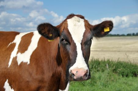 Holstein_Stör: Nahaufnahme einer braun-weißen Kuh auf der Weide mit gelben Ohrmarken vor blauem Himmel.