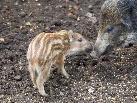 Junges Wildschwein und erwachsenes Wildschwein berühren sich auf dunklem Boden im Holstein Erlebniswald Trappenkamp.