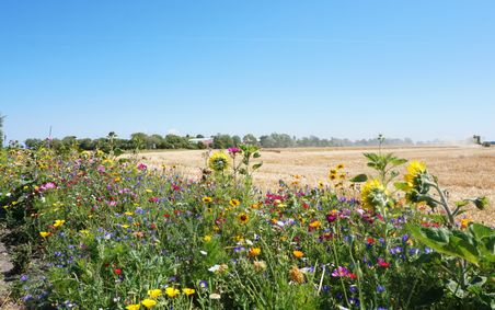 Ein bunter Blühstreifen mit Wildblumen neben einem abgeernteten Feld. Der Himmel ist klar und blau, im Hintergrund sind Bäume und ein Mähdrescher zu sehen.