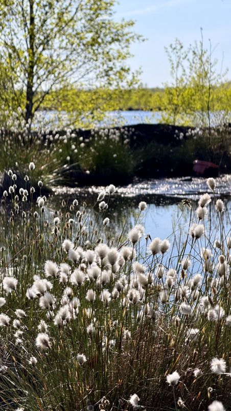 Blühendes Wollgras im Himmelmoor vor einem See. Die weißen Blüten stehen im Kontrast zu den grünen Bäumen und dem blauen Himmel.
