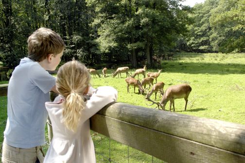 Zwei Kinder schauen im Wildpark Eekholt auf Hirsche, die auf einer sonnigen Waldlichtung grasen.