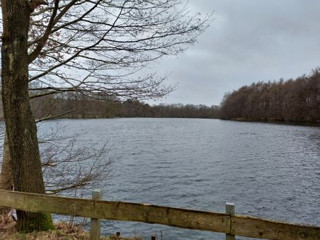 Ein ruhiger See umgeben von kahlen Bäumen unter einem grauen Himmel. Ein Holzzaun verläuft im Vordergrund entlang des Ufers.