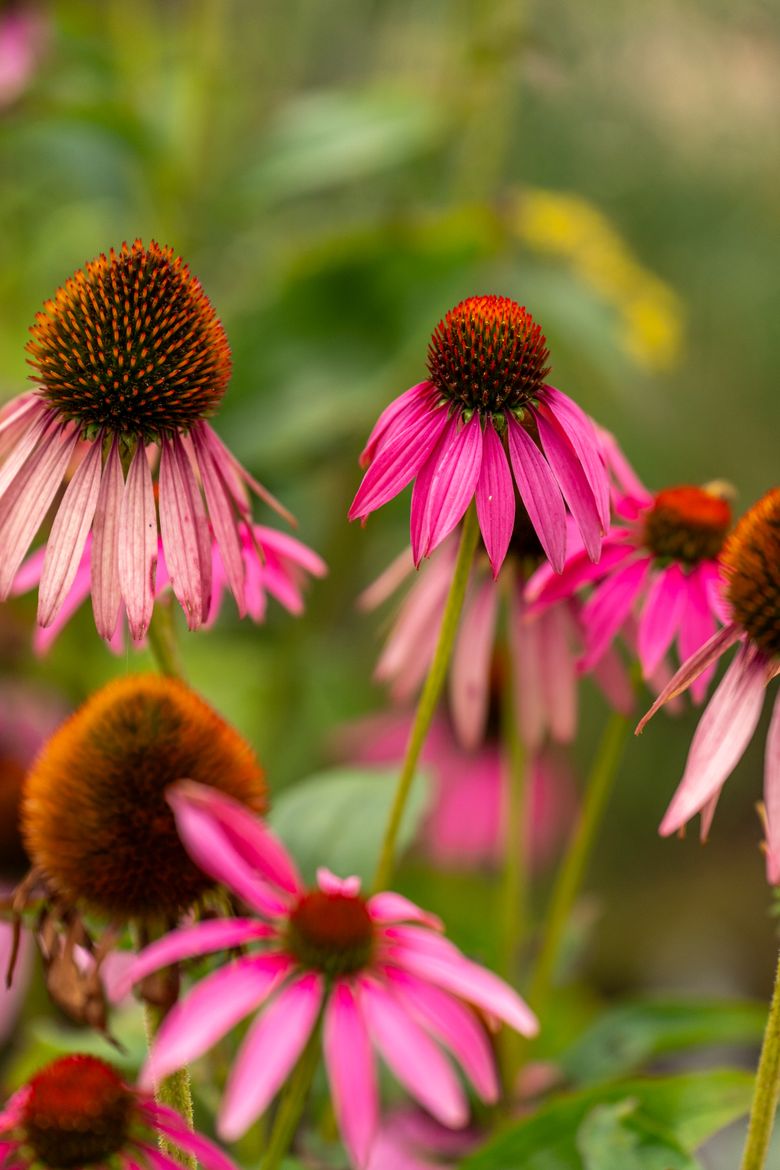 Pinke Sonnenhüte (Echinacea) in Nahaufnahme vor weichem, grünem Bokeh.