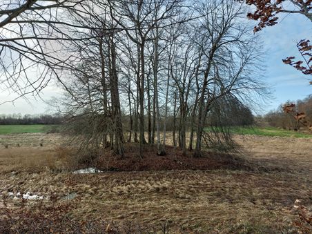 Kahle Bäume auf einem Feld mit vertrocknetem Gras und kleinem Wasserlauf. Der Himmel ist bewölkt, die Landschaft wirkt herbstlich.