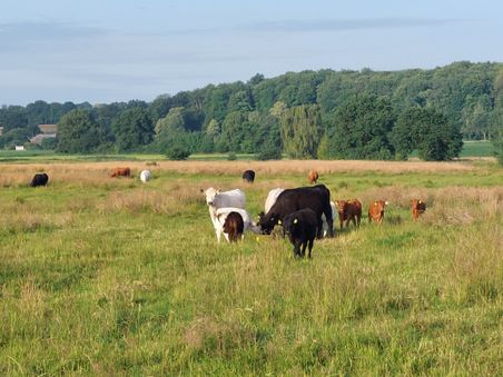 Kühe und Kälber grasen friedlich auf einer weiten Wiese. Im Hintergrund sind Bäume und ein blauer Himmel zu sehen.