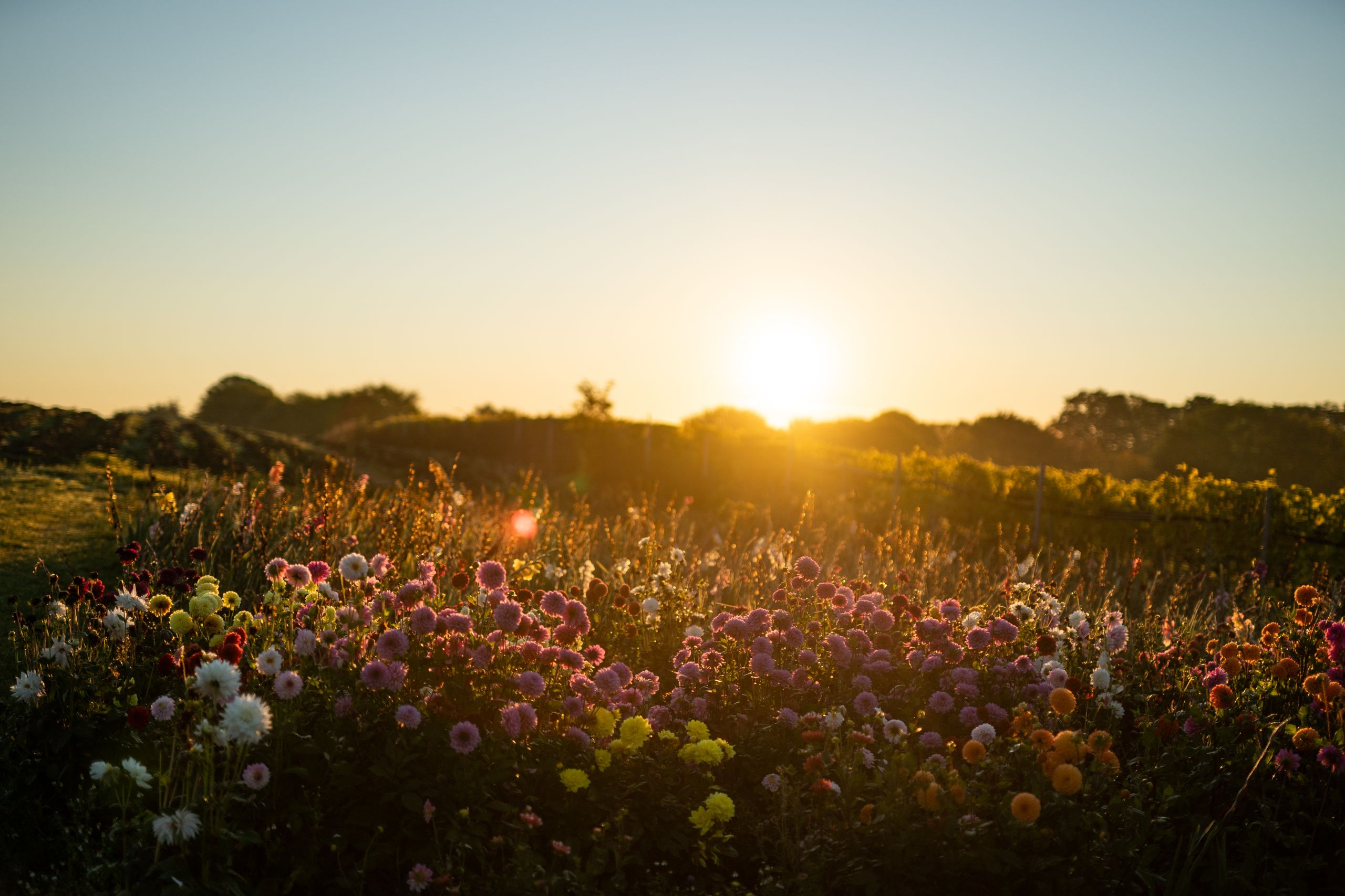 Eine bunte Blumenwiese erstrahlt im warmen Licht des Sonnenuntergangs.