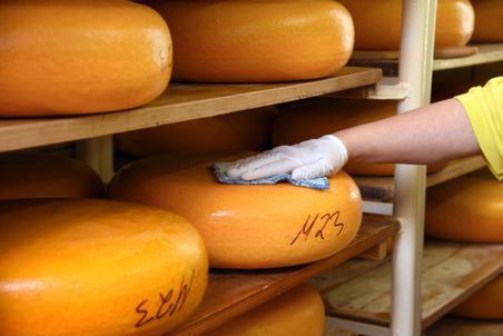 Eine Person reinigt einen großen Käselaib in einem Lagerraum. Der Käse liegt auf Holzregalen und ist mit einer Nummer beschriftet.