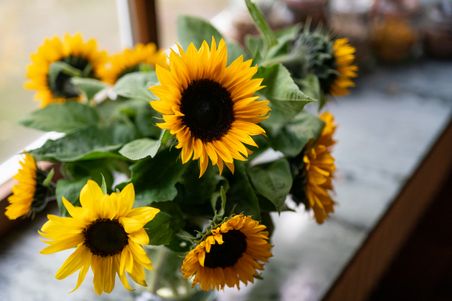 Sonnenblumen in einer Vase