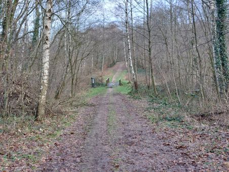Ein Waldweg mit kahlen Bäumen und Birken führt zu einer kleinen Brücke. Der Boden ist mit Laub bedeckt, die Atmosphäre ist winterlich.