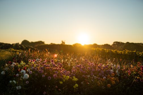 Eine bunte Blumenwiese erstrahlt im warmen Licht des Sonnenuntergangs.