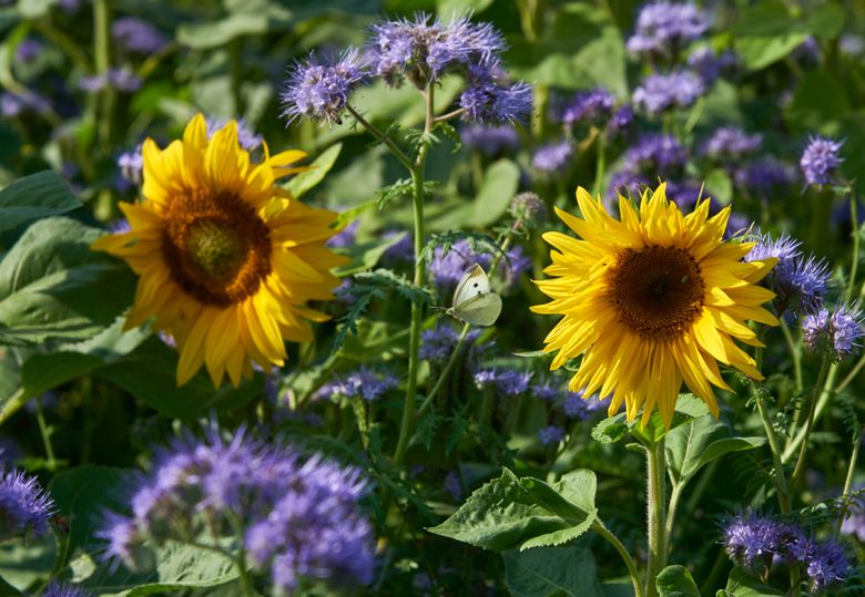 Im Sonnenblumenfeld blühen gelbe Sonnenblumen zwischen violetten Blüten; ein weißer Schmetterling fliegt dazwischen.
