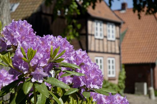 Lila Rhododendronblüten im Vordergrund, dahinter ein traditionelles Fachwerkhaus mit roten Ziegeldächern.
