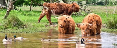 Drei Highland-Rinder baden im flachen Wasser, während Enten und Gänse davor schwimmen.